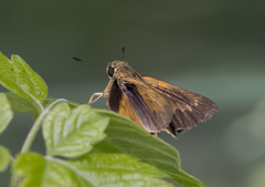 Parnara amalia