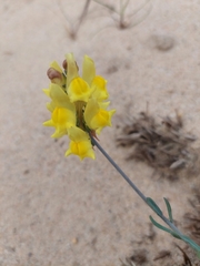 Linaria polygalifolia