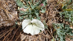 Calystegia collina