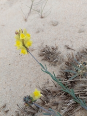 Linaria polygalifolia