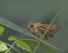 Parnara amalia