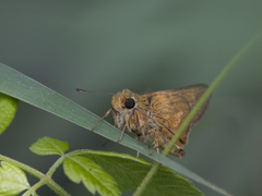 Parnara amalia