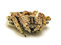 Arkys dilatatus