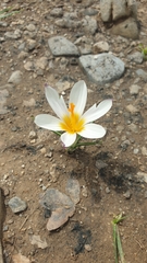 Crocus sieberi