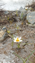 Crocus sieberi