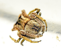Arkys dilatatus