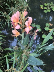 Canna × generalis