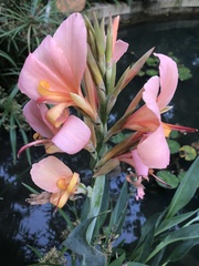 Canna × generalis