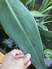 Canna × generalis