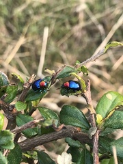 Parheminodes pulcher