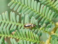 Monolepta subsuturalis