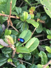 Parheminodes pulcher