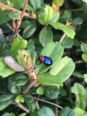 Parheminodes pulcher