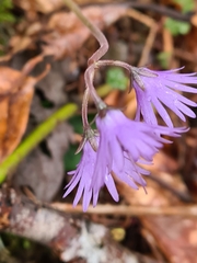 Soldanella