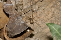 Hoplopholcus forskali