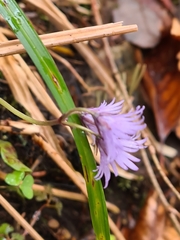 Soldanella