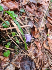 Soldanella