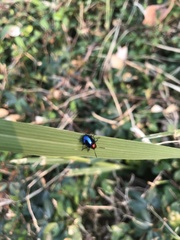 Parheminodes pulcher