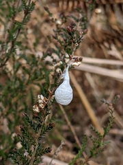 Liocranidae
