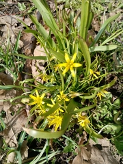 Gagea lutea