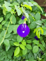 Clitoria ternatea