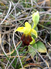 Ophrys fusca