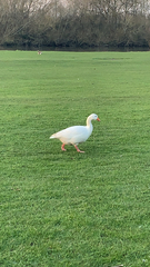 Anser anser domesticus