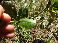Ceanothus megacarpus insularis