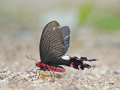 Byasa