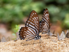 Graphium macareus