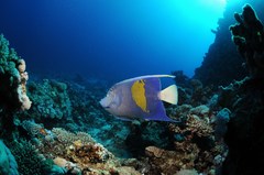 Pomacanthus maculosus