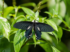 Papilio alcmenor