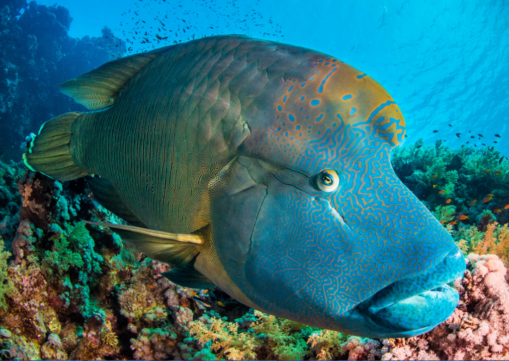 Humphead wrasse (Cheilinus undulatus) — Labridae