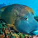 Napoleon Wrasse - Photo (c) Ahmed Fouad, some rights reserved (CC BY-NC), uploaded by Ahmed Fouad