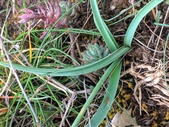 Tulipa sylvestris australis