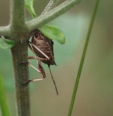 Tinganina dimorpha