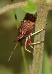 Tinganina dimorpha