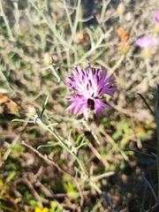 Centaurea aspera stenophylla