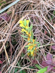 Thymelaea ruizii