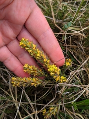 Thymelaea ruizii
