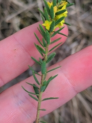 Thymelaea ruizii