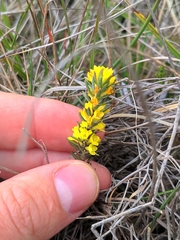 Thymelaea ruizii