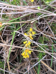 Thymelaea ruizii