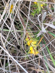 Thymelaea ruizii