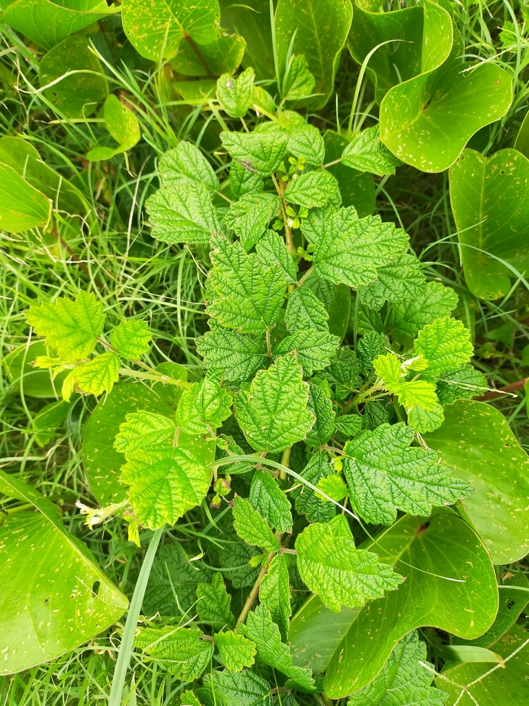 brambles from Brooms Head NSW 2463, Australia on April 9, 2022 at 0305