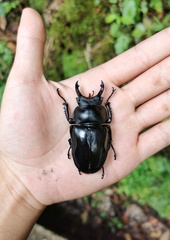 Neolucanus maximus maximus