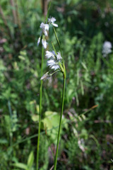 Eriophorum viridicarinatum