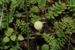 Leptinella dioica