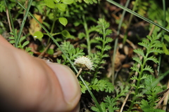 Leptinella dioica