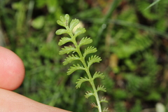 Leptinella dioica